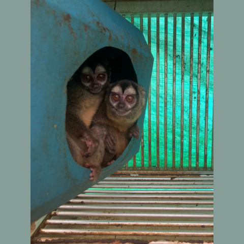 Two night monkeys are sitting inside a soiled cage (Photo obtained by PETA from a whistleblower)