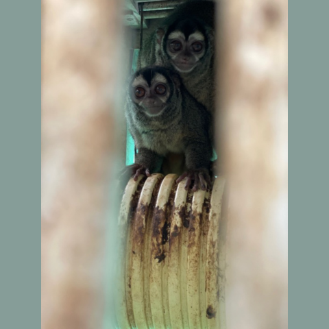 Two monkeys are sitting on top of a soiled corrugated pipe serving as a nest. (Photo obtained by PETA from a whistleblower)