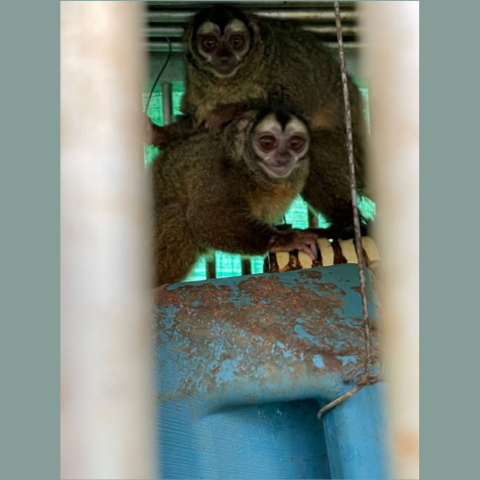 Two night monkeys are sitting on top of what appears to be a hideout covered with feces. (Photo obtained by PETA from a whistleblower)