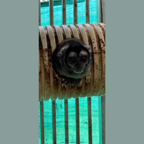A night monkey in a dirty cage with a green background