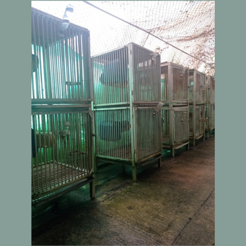 Several cages with night monkeys in them are lined up inside a wet and soiled structure