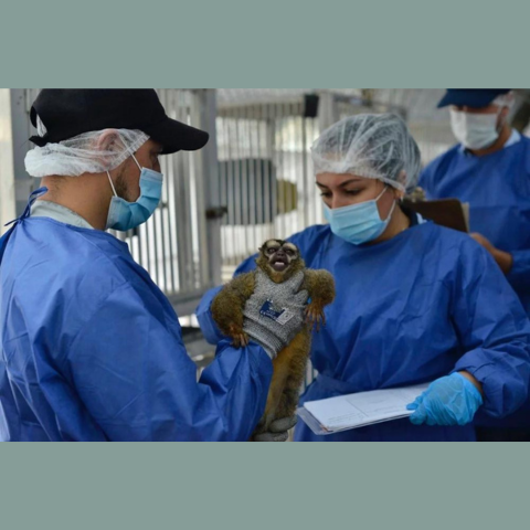 Monkey being held by two scientist 