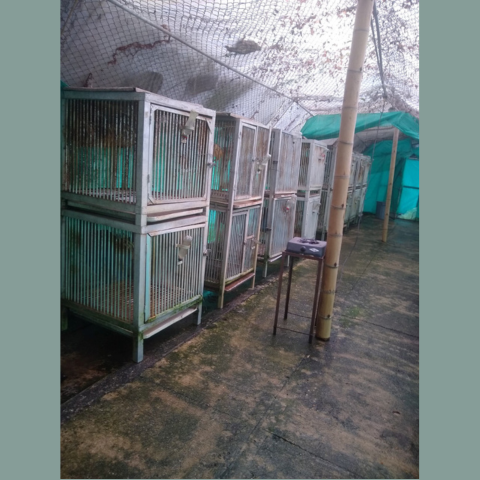 Dirty cages housing night monkeys used in malaria research. Cages are standing on moldy cracked concrete floor