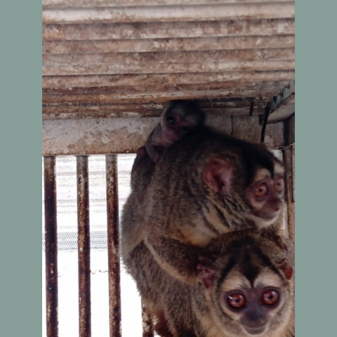 Three night monkeys sitting on top of each other in a dirty cage